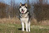 ALASKAN MALAMUTE 828
